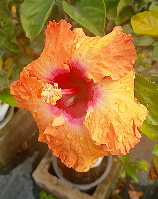 TenmanOksana's tweet image. Cute Hibiscus Flowers China Rose after Rain 💧🌺  youtube.com/shorts/xJB-nFO…🌺  #hibiscus #chinarose #flower #flowers #floridaslowliving #yuriytenman