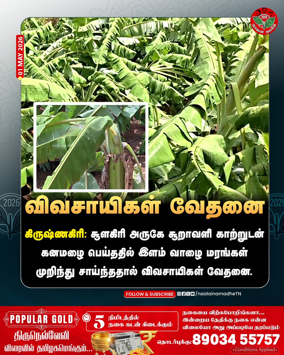 NaalaiNamadheTN's tweet image. கிருஷ்ணகிரி: சூளகிரி அருகே சூறாவளி காற்றுடன் கனமழை பெய்ததில் இளம் வாழை மரங்கள் முறிந்து சாய்ந்ததால் விவசாயிகள் வேதனை.

#Krishnakiri | #Leaf | #Farmer | #Nationaldisaster | #NaalaiNamadhe | #NaalaiNamadheTn |