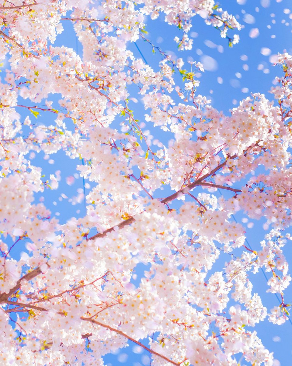 BAZIS_ca's tweet image. #Cherryblossom season is here!

From May 2-6, free guided photo walks led by the West Toronto Photography Group at #ExhibitionPlace offer a chance to explore some of the city’s quieter sakura spots and capture them at their peak.

Sign up: wtpg.ngo/courses

#torontoliving