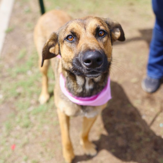 pups_in_need's tweet image. #SanAntonio #TX
ACS Shelter
#AdoptDontShop
#Rescue
#adopt
#Foster
#shelterdog
Save A Life 🌿 
URGENT TODAY
Sweet girl🥇
2 years
🌼Pet id A803423
Pls Email-
acsadoptions@sanantonio.gov
acsrescue-foster@sanantonio.gov
Foster given free pet food, vet care
youtu.be/1VqpdGFfrIs?si…