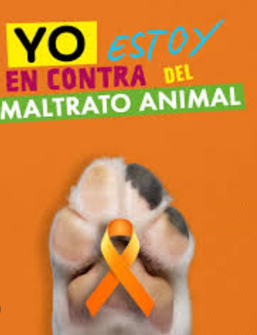 Dama_DeLobos's tweet image. #SoyLazoNaranja 🧡🧡 escoge tu foto si apoyas el movimiento,
Queremos que de una vez los #Ayuntamientos de #España no les den la espalda a los gatos ferales,las gestoras gastamos nuestro propio dinero y esfuerzos por lo menos digan stop maltrato,muy adoloridos de verlos sufrir