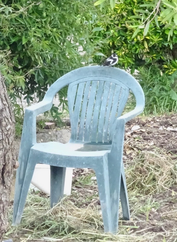 davidsaleh13's tweet image. He deserves to take a seat after such a long journey 
Not far now pal 
#Lesvos birding
