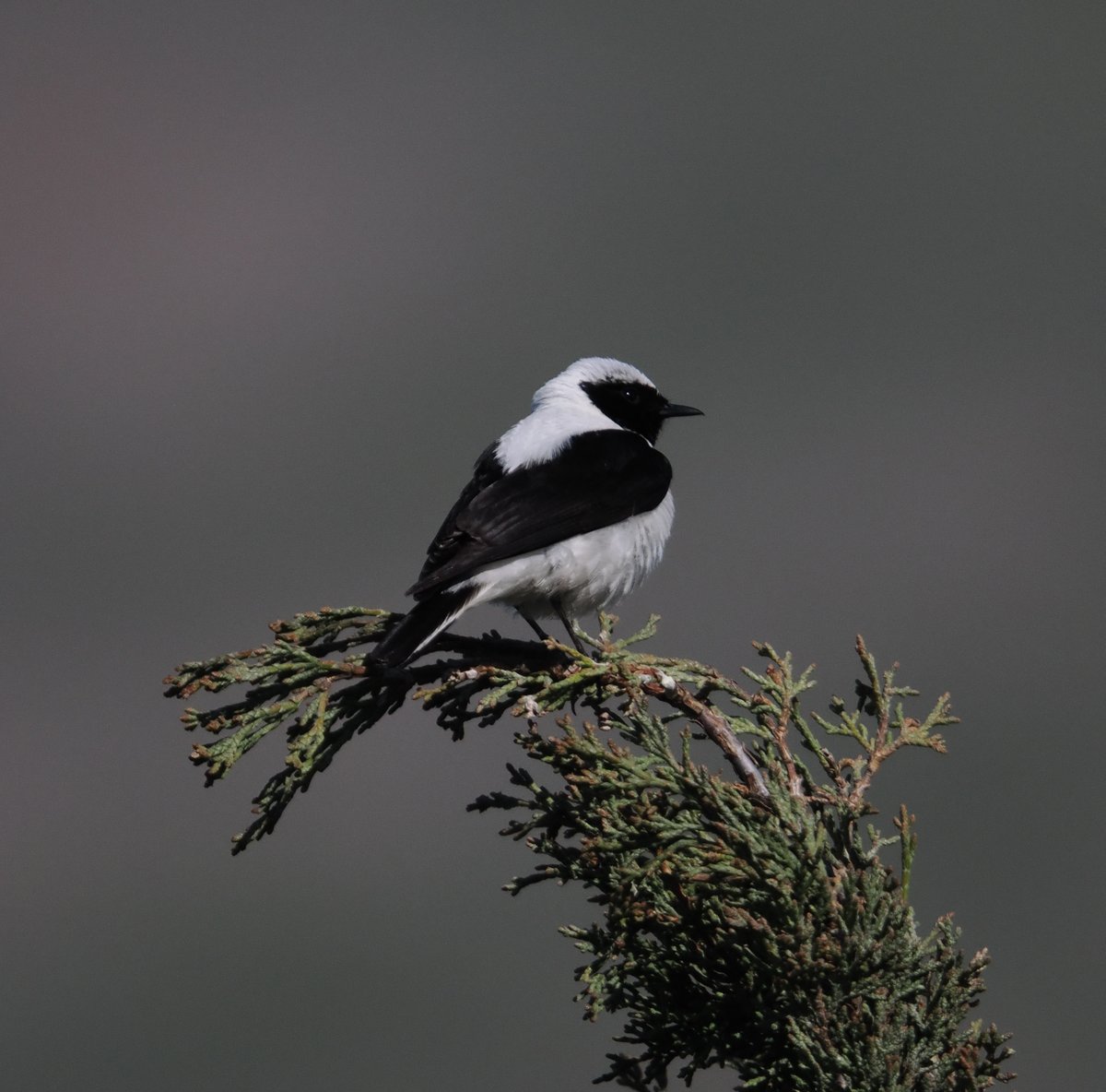 Mickyamuk's tweet image. Eastern black-eared Wheatear #lesvos #Greece