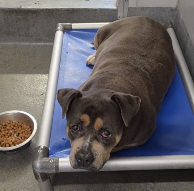 _taysmyoxygen1d's tweet image. In #Texas and you want to #ADOPTDONTSHOP or #FOSTER?

Email 📧acsadoptions@sanantonio.gov &amp;amp; ☎️210-207-6666

Email 📧acsrescue-foster@sanantonio.gov &amp;amp; ☎️210-207-6669

💡Out of state adopters contact rescues in pic: