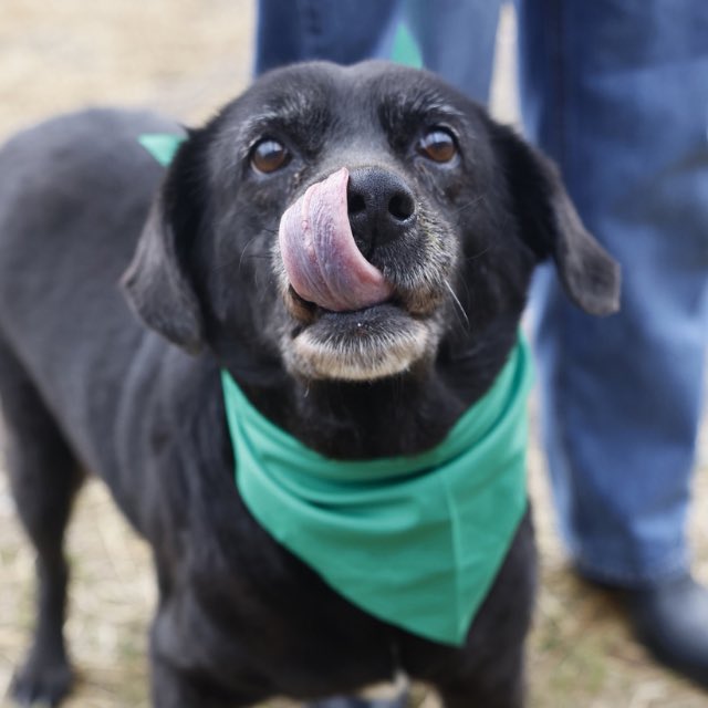 _taysmyoxygen1d's tweet image. In #Texas and you want to #ADOPTDONTSHOP or #FOSTER?

Email 📧acsadoptions@sanantonio.gov &amp;amp; ☎️210-207-6666

Email 📧acsrescue-foster@sanantonio.gov &amp;amp; ☎️210-207-6669

💡Out of state adopters contact rescues in pic: