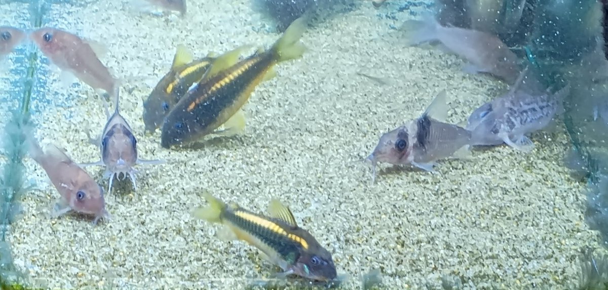 CorydrasA's tweet photo. コリドラス以外の魚も何種かいるので撮ってみました📸　金魚は何年かぶりに飼ってみましたが、バクバク食べる姿がいいですね😄 https://t.co/l2UrtZJzEB