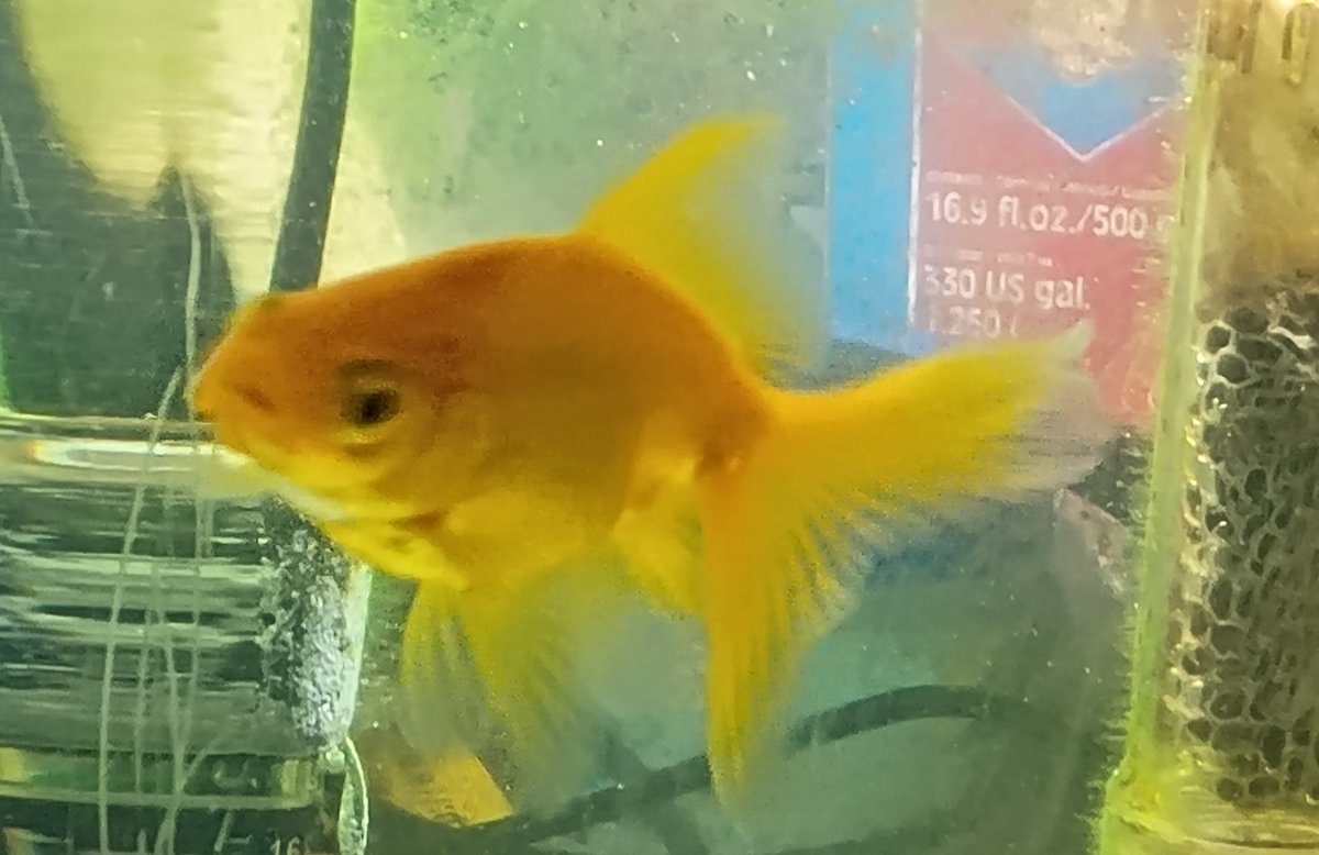 CorydrasA's tweet photo. コリドラス以外の魚も何種かいるので撮ってみました📸　金魚は何年かぶりに飼ってみましたが、バクバク食べる姿がいいですね😄 https://t.co/l2UrtZJzEB