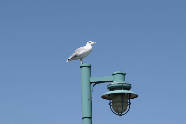 Art of the Day! "Seagull Landing". Buy at: ArtPal.com/map?i=204591-99