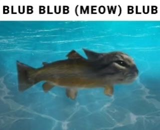 Punch Cat tweet media