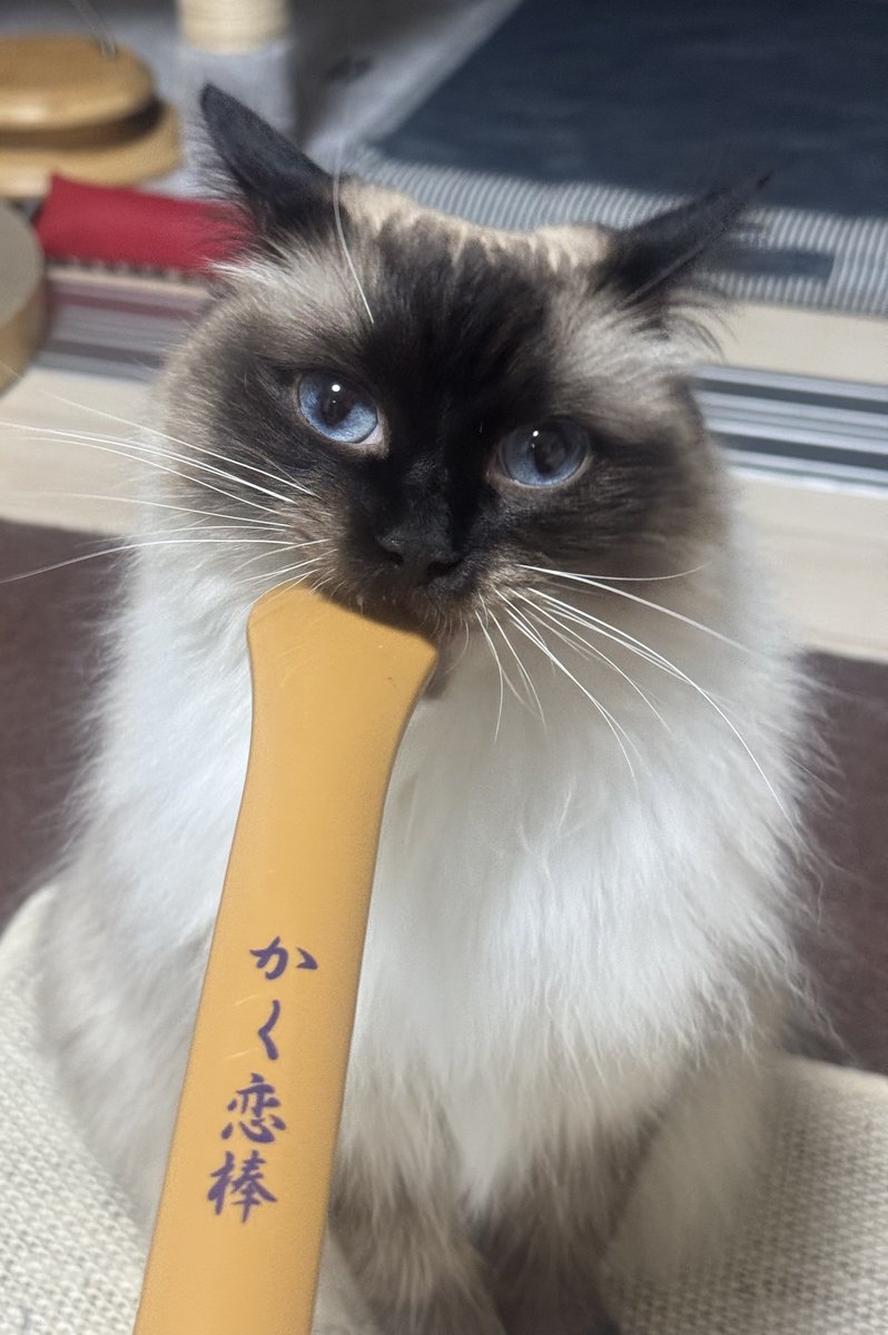 runa_ragdoll's tweet photo. その棒は背中用で戯れるもんやないんやで… https://t.co/T33udmCWOV