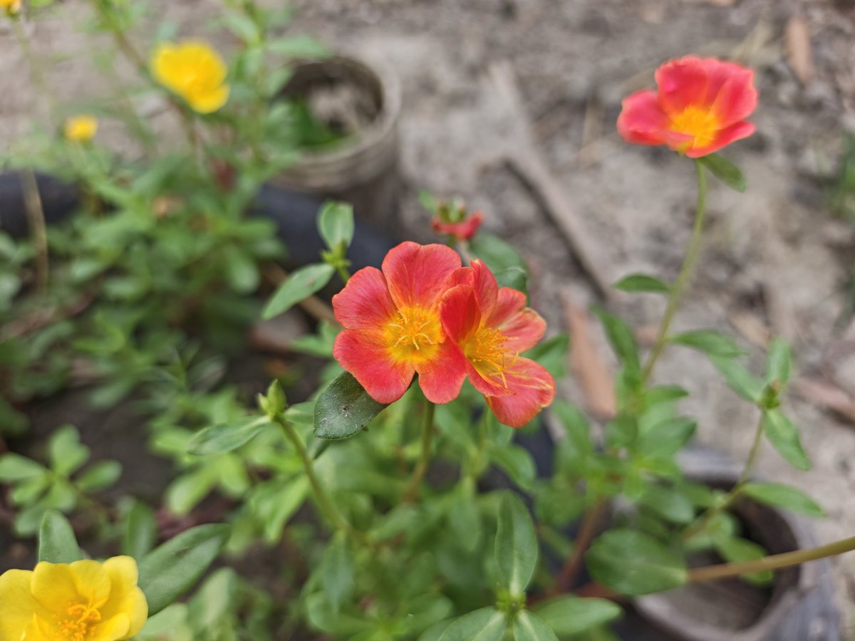ihsviews's tweet image. Radiant Portulaca grandiflora Bloom in Full Color 🌺 #Portulaca
#MossRose
#Flower
#NatureBeauty 
FOLLOW FOR MORE BEAUTIFUL CONTENT 
What'syour favorite flower? Let me know below! 👇
youtube.com/shorts/Xj3bZBH…