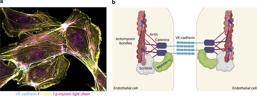 Journal of Cell Biology tweet media
