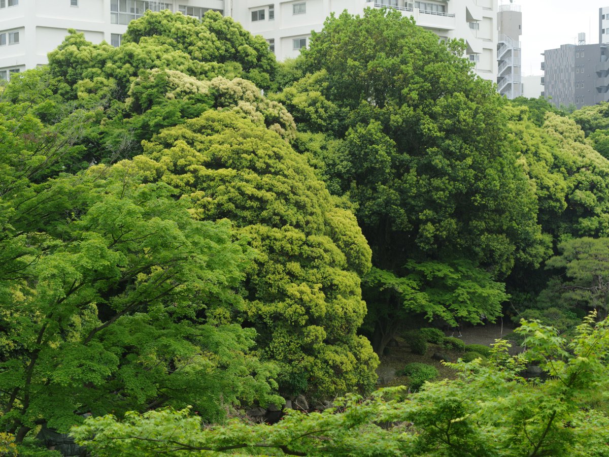 PENTAXXER's tweet photo. 645Z/smc PENTAX-FA645 80-160mm F4.5
☔小雨まじりの曇り空でしたが、それでも鮮やかに映る🌳新緑のコントラスト。
#旧古河庭園 #西ケ原 #新緑 #PENTAXGREEN #リコペン風景部 #PENTAX #pentax645z #pentax_fa645_80160 https://t.co/XaGVZg4Ueu