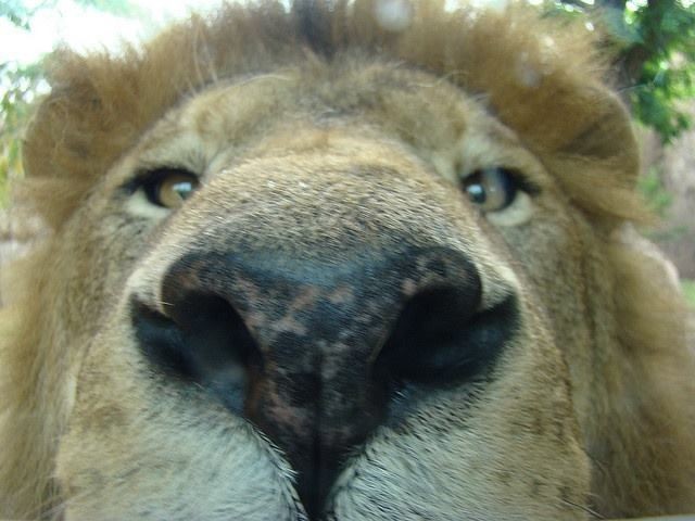 Lion tweet media