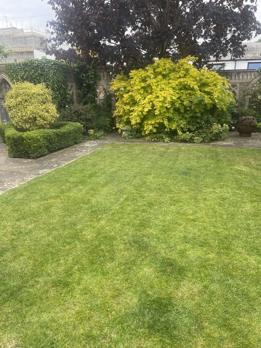 DiaryAlfred's tweet image. The heartbreaking difference of 24 hours. From snoozing quietly with my daisies to adjusting to an empty lawn. My love will be with you for all time 🐾
