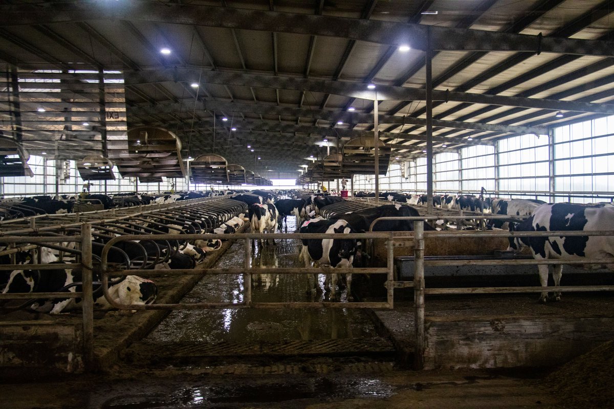 On April 28, students took a trip to MVP Dairy, one of the most state-of-the-art dairy farms in the country. Families boarded a shuttle to tour the barns, and learned about regenerative farming practices, biodiversity, and how MVP manages their herd. 🐮