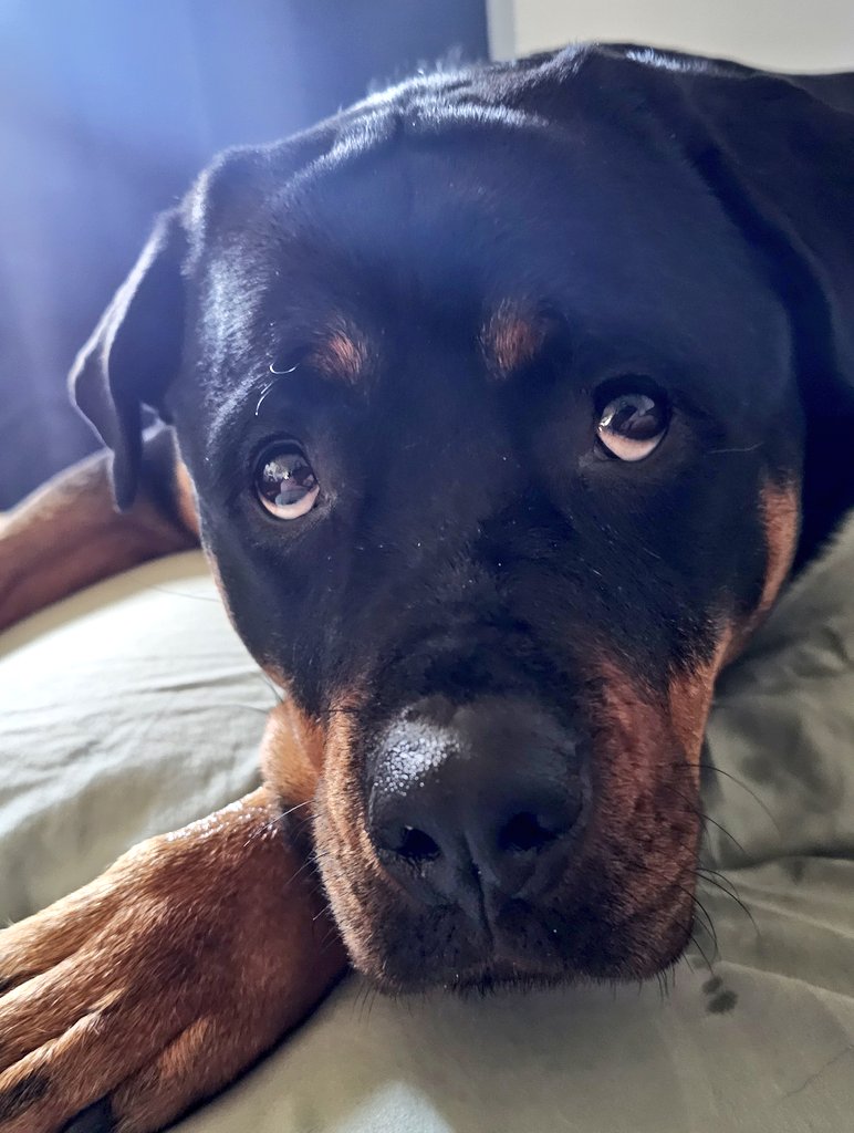 Team Servicerottie🇨🇦🐕‍🦺🦽 tweet media