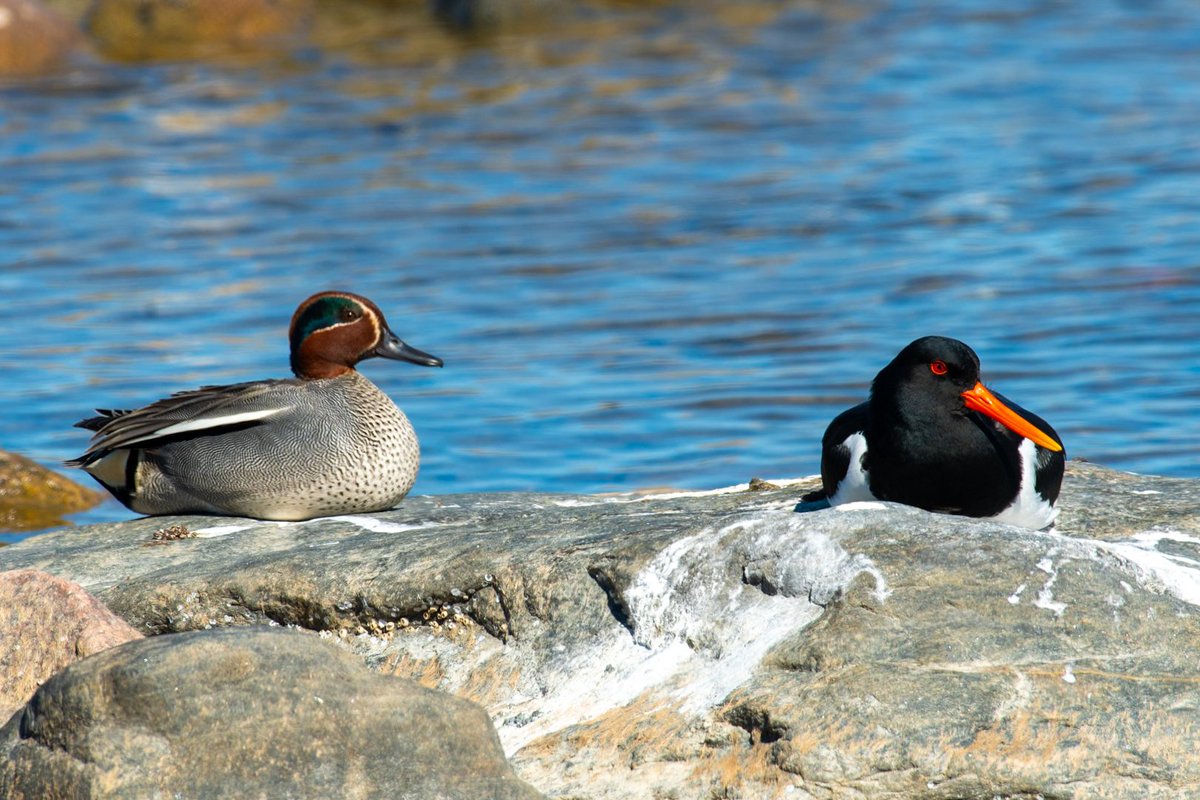 elfsprite's tweet photo. Perinteisesti vappuna kävin luontoretkellä.

On first of May I usually do some birdwatching. https://t.co/snsF0WelyH