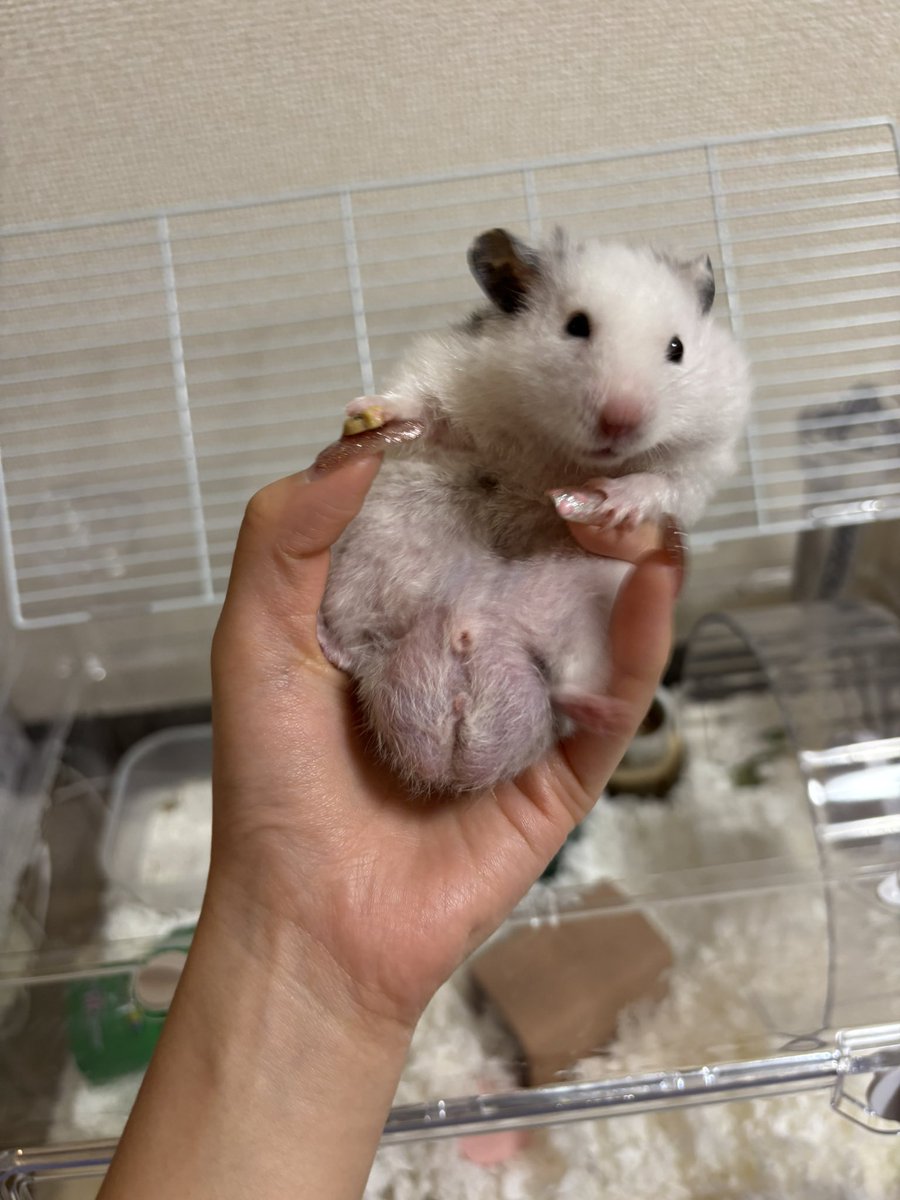 ハム助🐹ラッキー tweet media