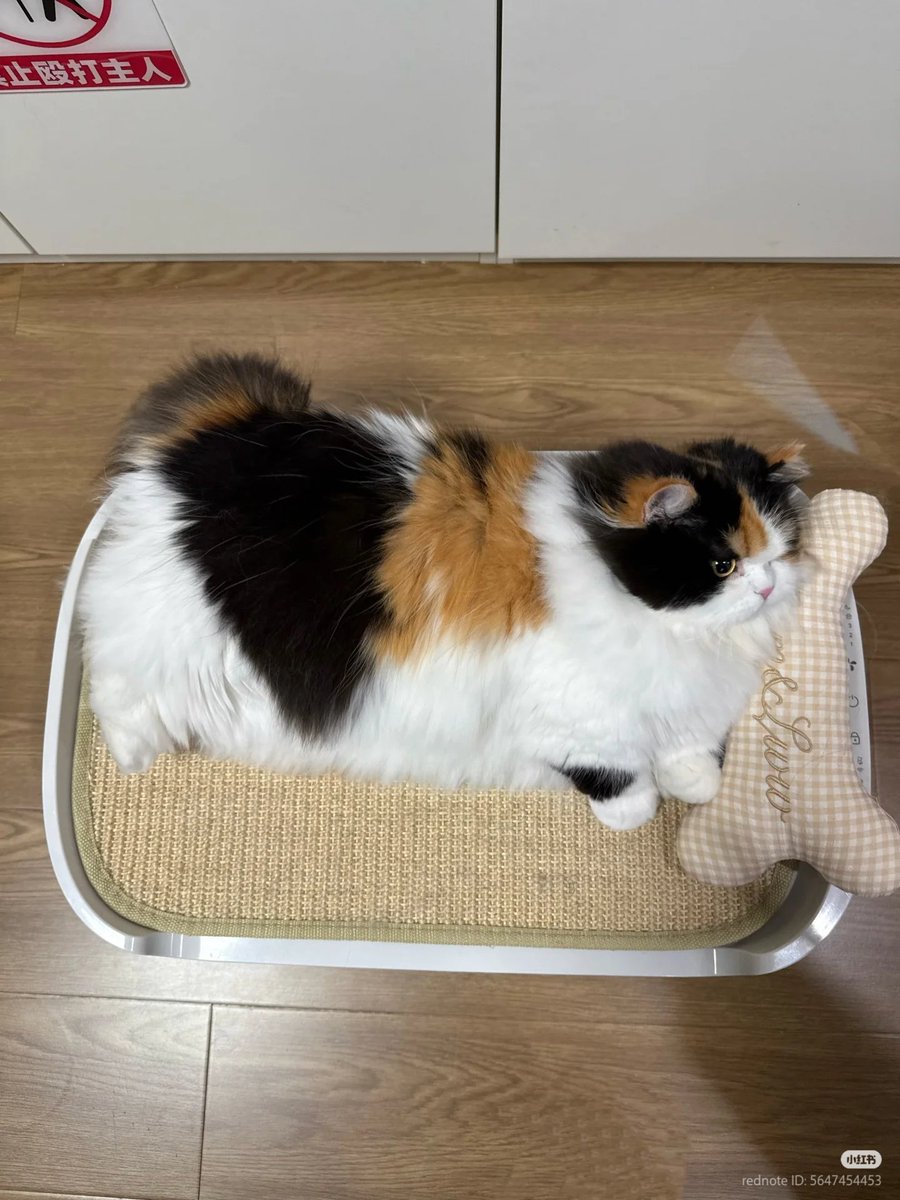 No Context Cats tweet media