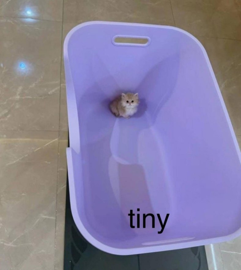 Daily Cat Posts tweet media