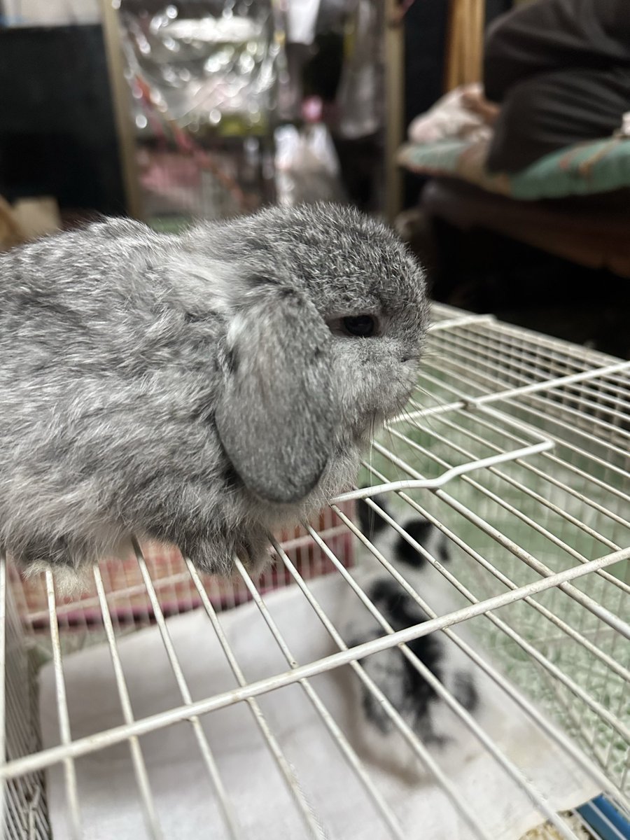 𝐋𝐎𝐆𝐀𝐍 tweet media