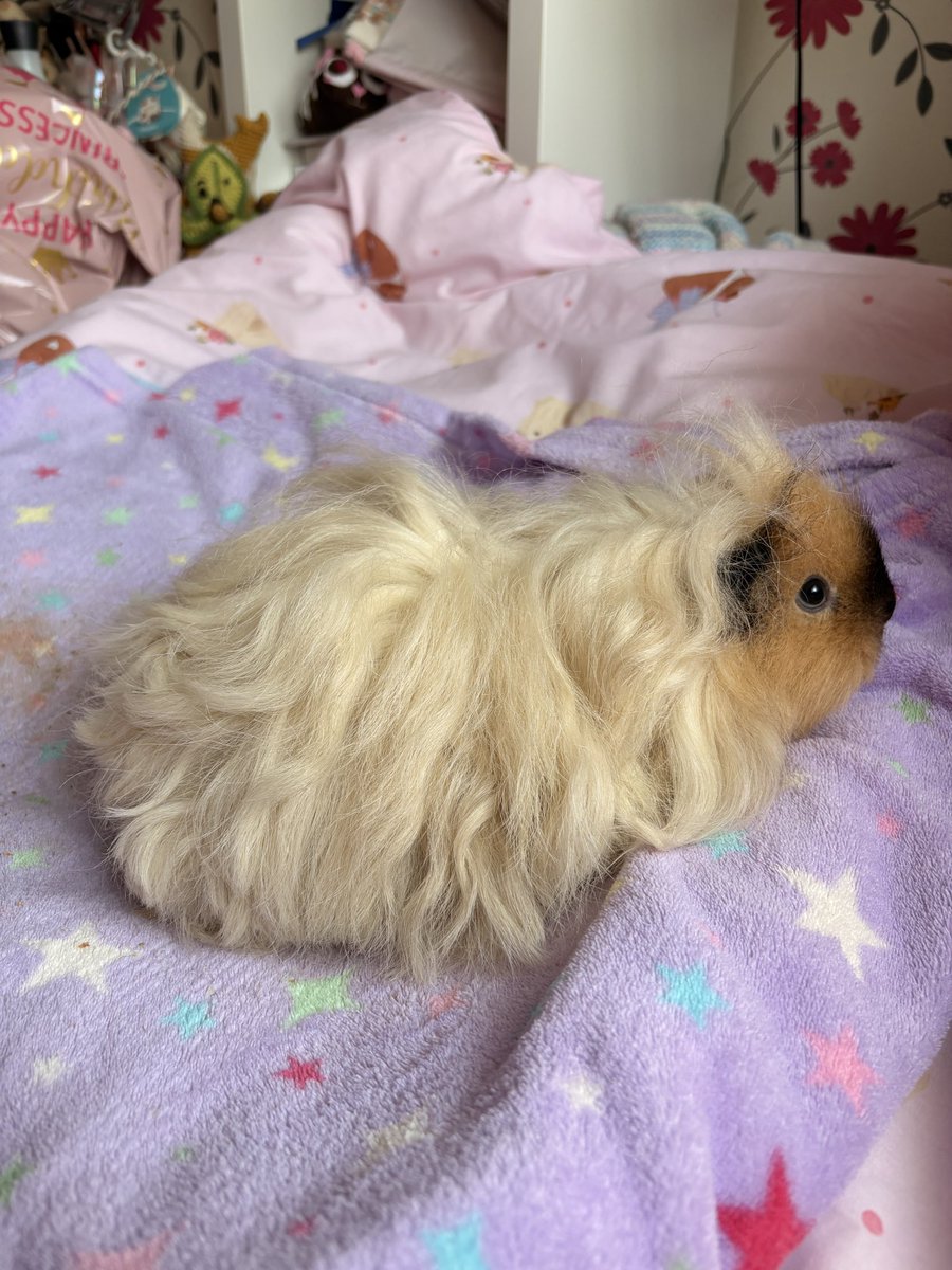 ⋆｡‧˚ʚ eleanor ɞ˚‧｡⋆ tweet media