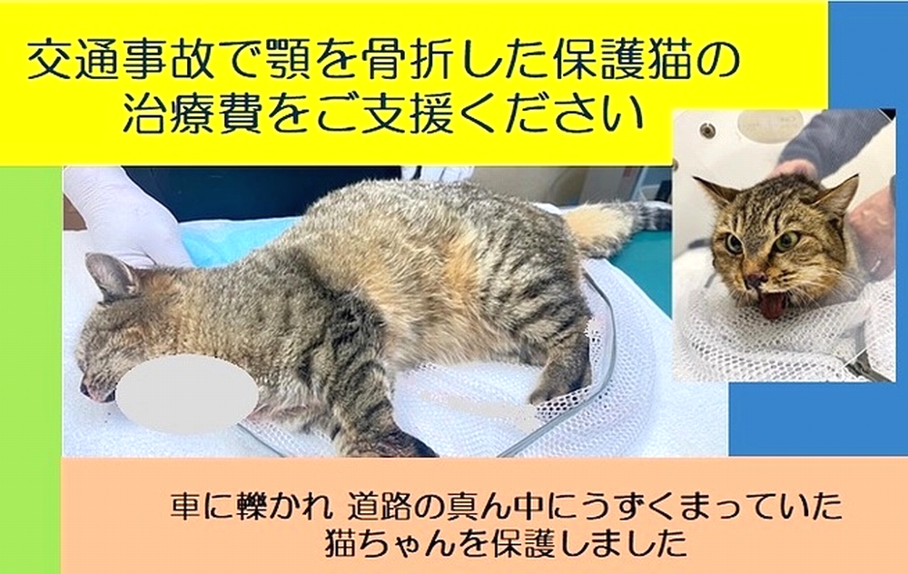 🆘#拡散希望🆘
交通事故で顎を骨折した SUNちゃん の手術代のクラウドファンディングへの御協力お願いします🙇‍♂️
↓
readyfor.jp/projects/sun-c…

残り15日で、達成率26%(残り29万3千円)と、非常に厳しい状況です！
達成率が100%に達しないと支援金を受取る事が出来ません。

ご支援お願い致します🙇‍♂️