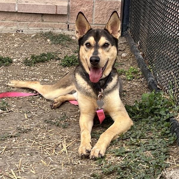 pups_in_need's tweet image. #SanAntonio #TX
ACS Shelter
#AdoptDontShop
#Rescue
#adopt
#Foster
#shelterdog
Save A Life 🌿 
URGENT TODAY
Sweet boy🥇
2 years
🌼Pet id A801976
Pls Email-
acsadoptions@sanantonio.gov
acsrescue-foster@sanantonio.gov
Foster given free pet food, vet care
youtu.be/fBOfzVU4WRE?si…