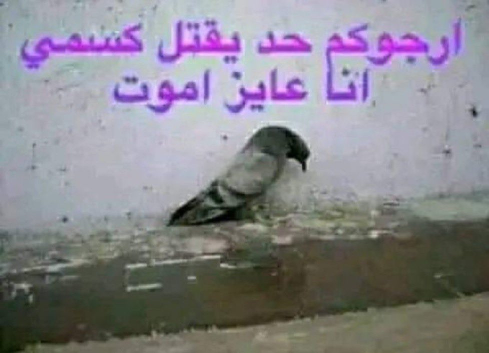 pipojen𓅪 tweet media
