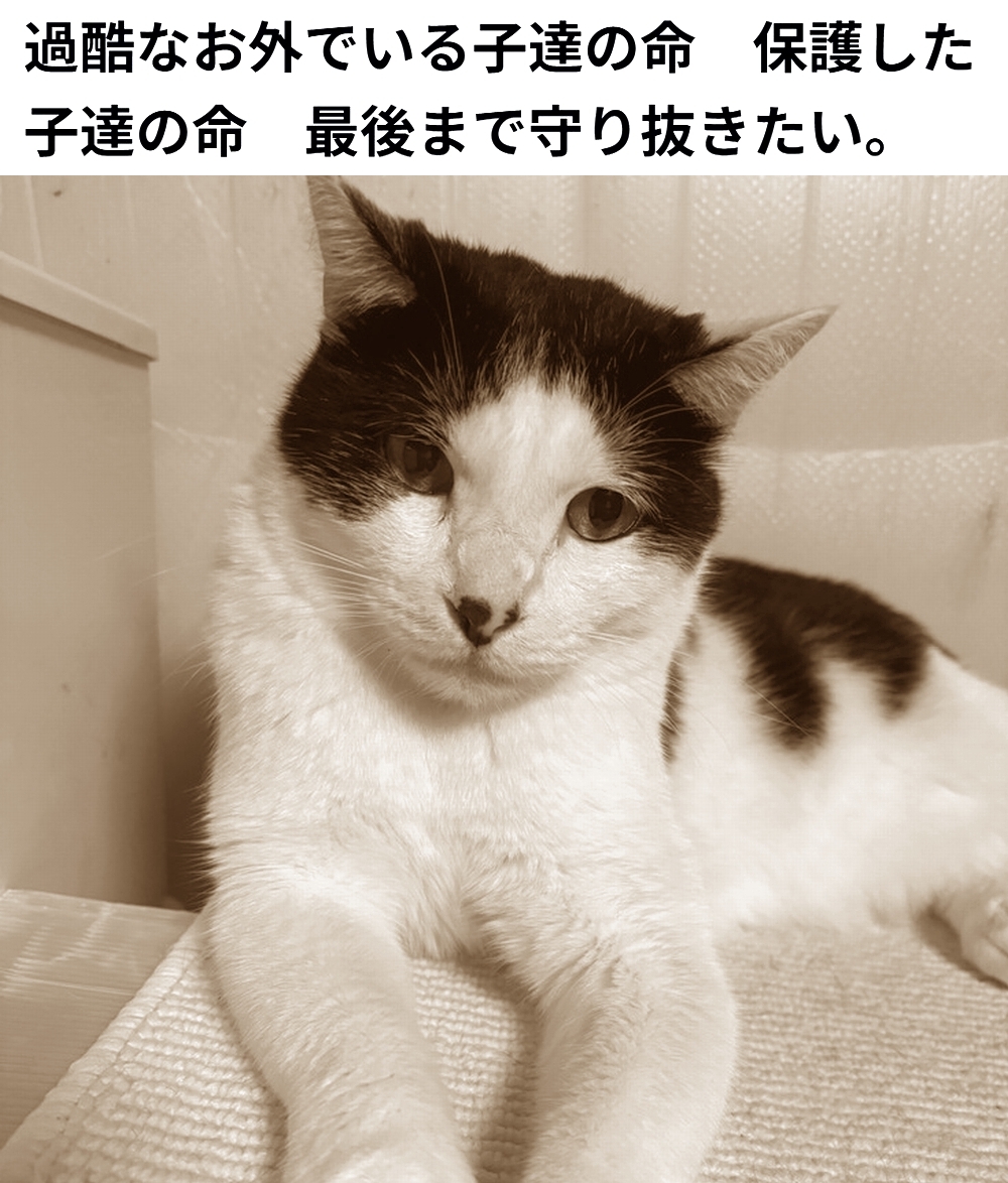 🆘#拡散希望🆘
【過酷なお外でいる子達の命　保護した子達の命　最後まで守り抜きたい】への御支援お願いします🙇‍♂️
↓
readyfor.jp/projects/170331

残り13日で、達成率63%(残り10万9千円)です！
達成率が100%に達しないと支援金を受取る事が出来ません。

ご協力お願いします🙇‍♂️