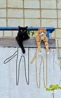 No Cats No Life tweet media
