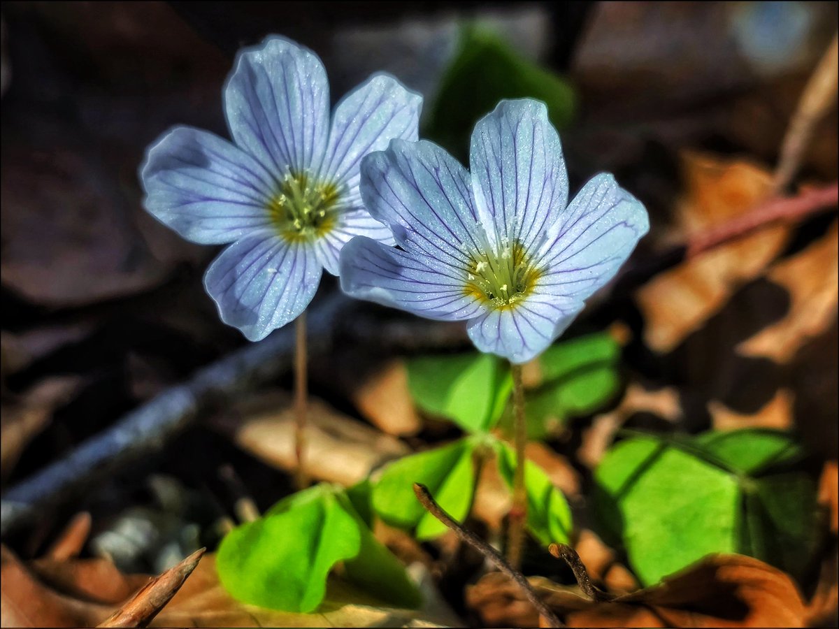 k_pawlowska's tweet image. #AfternoonTrivia 
#JustNow 🤍

"#May is the month of expectation, the month of wishes, the month of hope." — E.Brontë

From me to you, for a good start to the most beautiful month some flowers from "my forest" 🌼

#DiscoverPoland #FlowersOnFriday #Nature
