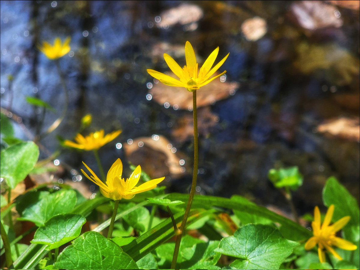 k_pawlowska's tweet image. #AfternoonTrivia 
#JustNow 🤍

"#May is the month of expectation, the month of wishes, the month of hope." — E.Brontë

From me to you, for a good start to the most beautiful month some flowers from "my forest" 🌼

#DiscoverPoland #FlowersOnFriday #Nature