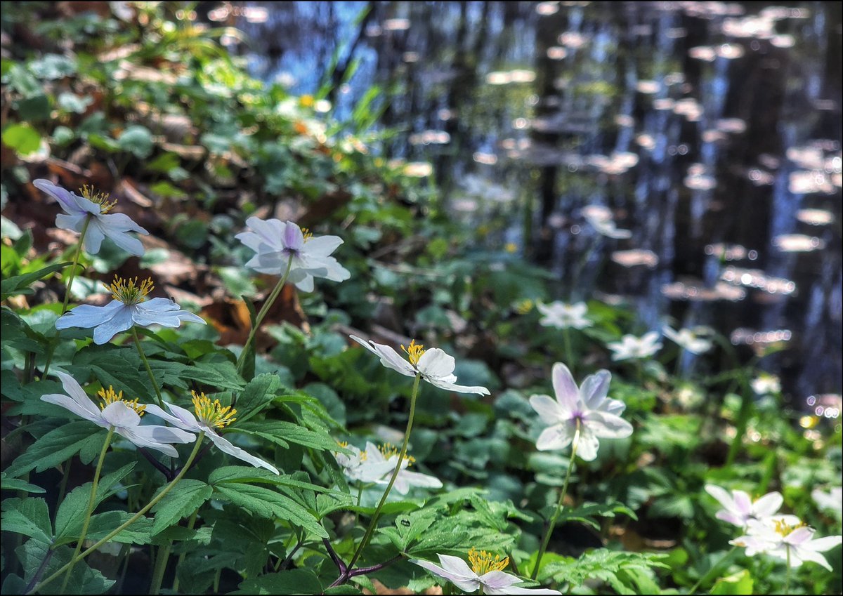 k_pawlowska's tweet image. #AfternoonTrivia 
#JustNow 🤍

"#May is the month of expectation, the month of wishes, the month of hope." — E.Brontë

From me to you, for a good start to the most beautiful month some flowers from "my forest" 🌼

#DiscoverPoland #FlowersOnFriday #Nature