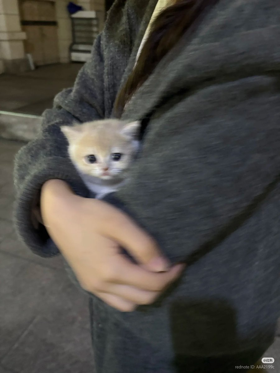 No Context Cats tweet media