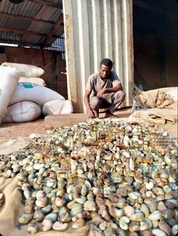 alnass_kid's tweet image. I’m open to partnerships, mentorship, and support.
#niger #agriculture 
@Austinokai