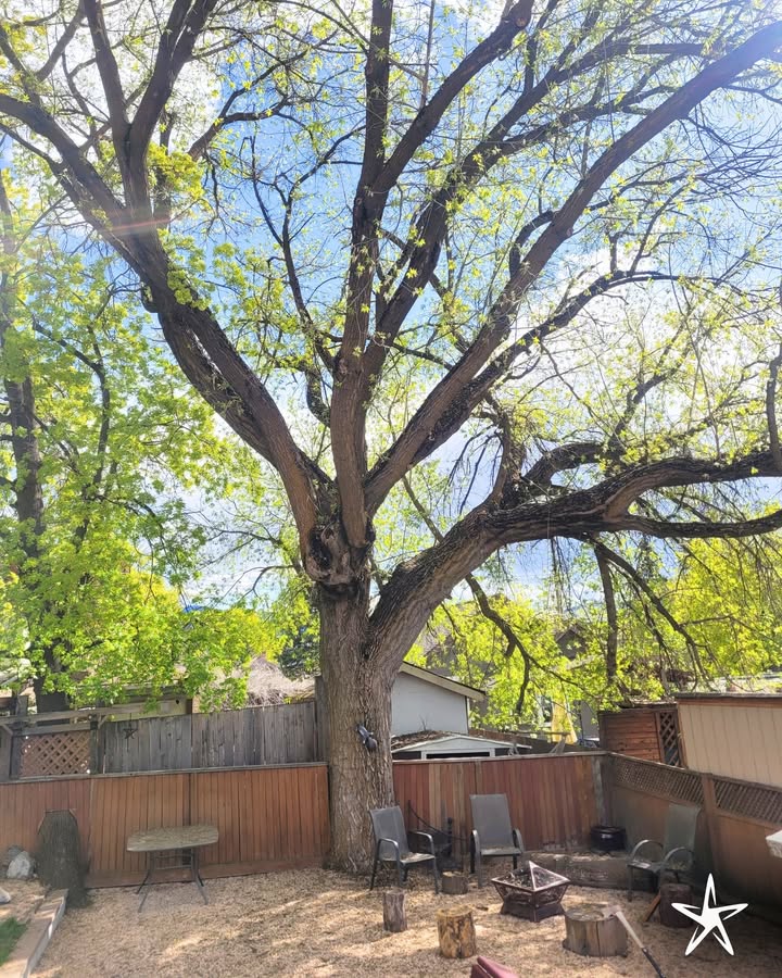 silverstartree's tweet image. 🌳 Strong Roots, Safe Yards
This mighty tree stands tall, but even giants need care. Trust Silver Star Tree for expert pruning, removal, and hazard assessments.

📞 Book your service today at silverstartree.com

#TreeCareExperts #SilverStarTree #TreeRemoval #ArboristServices