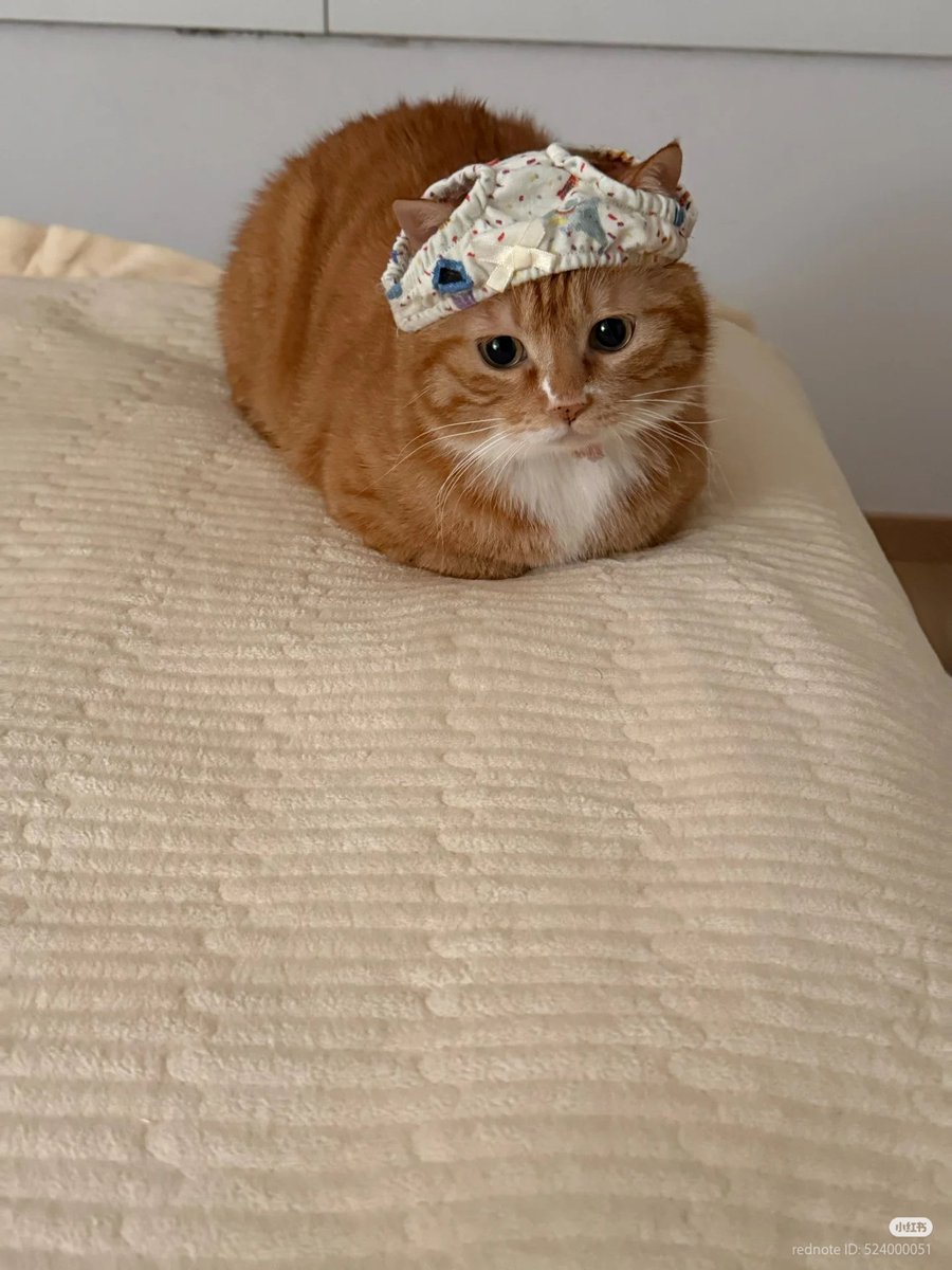 No Context Cats tweet media