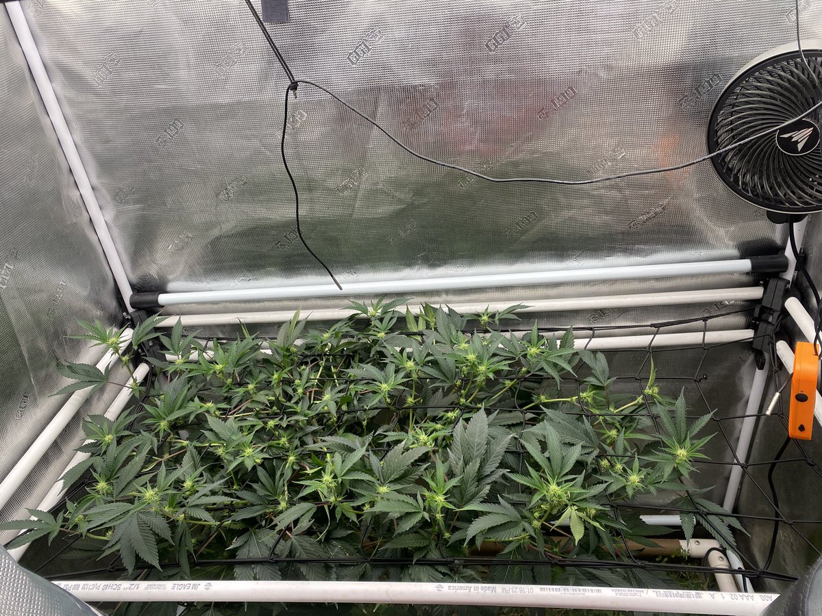 TheBigShowGrows tweet media
