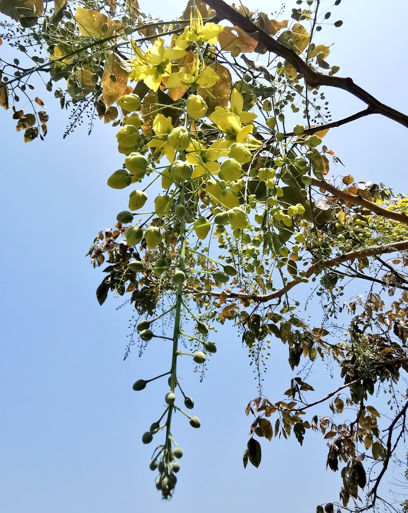 DelhiTrees tweet media