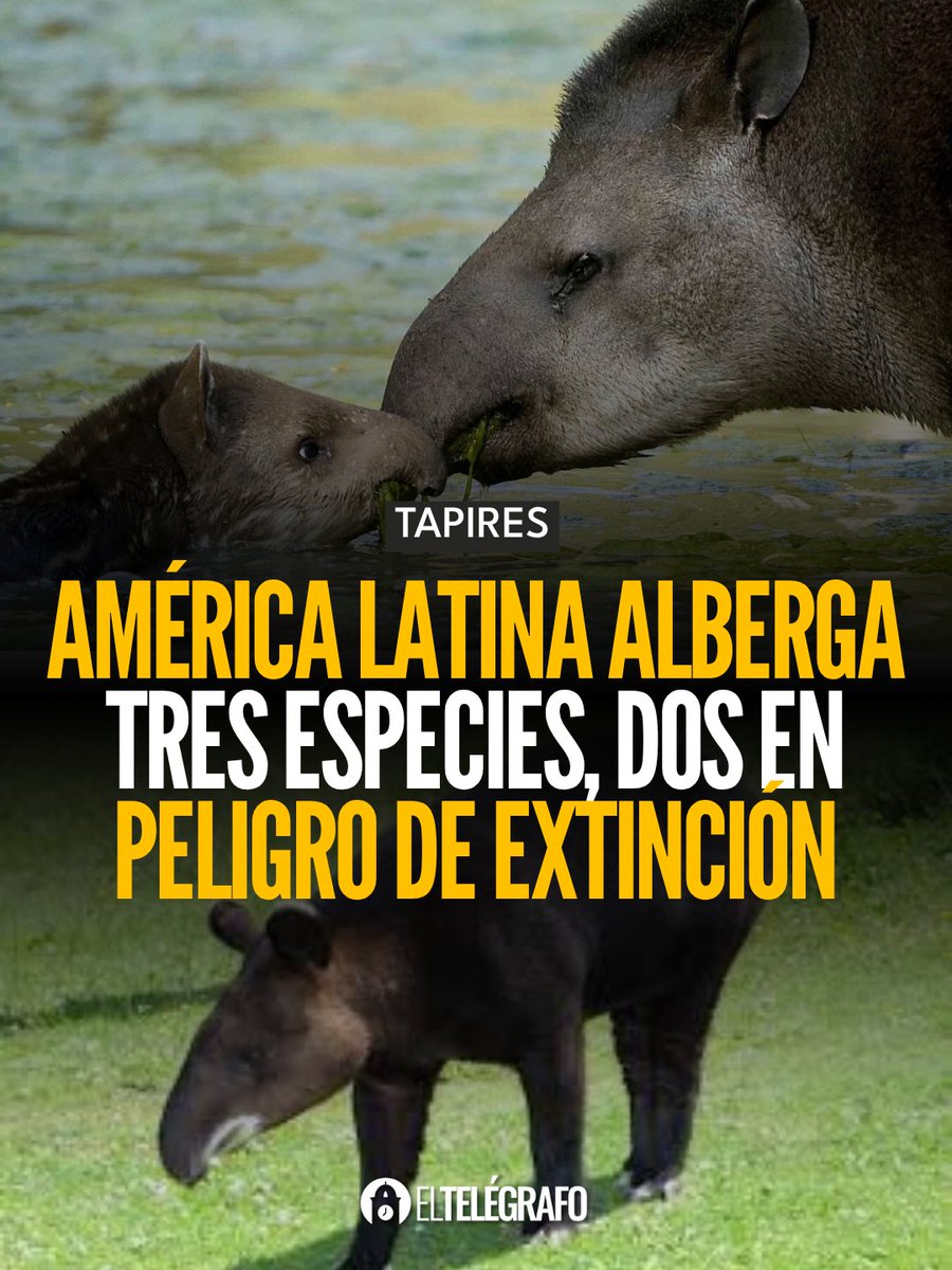 el_telegrafo's tweet image. #Ambiente ¿Qué función cumplen estos animales en la naturaleza? #LéaloEnET: is.gd/p2JogR