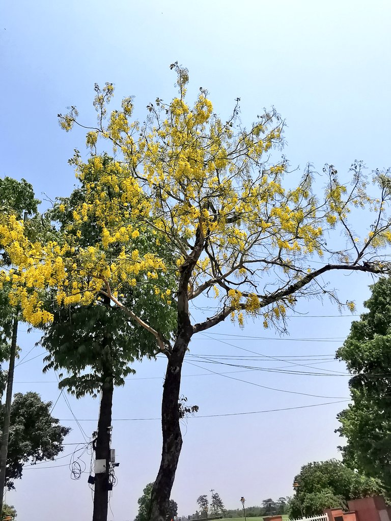 DelhiTrees tweet media
