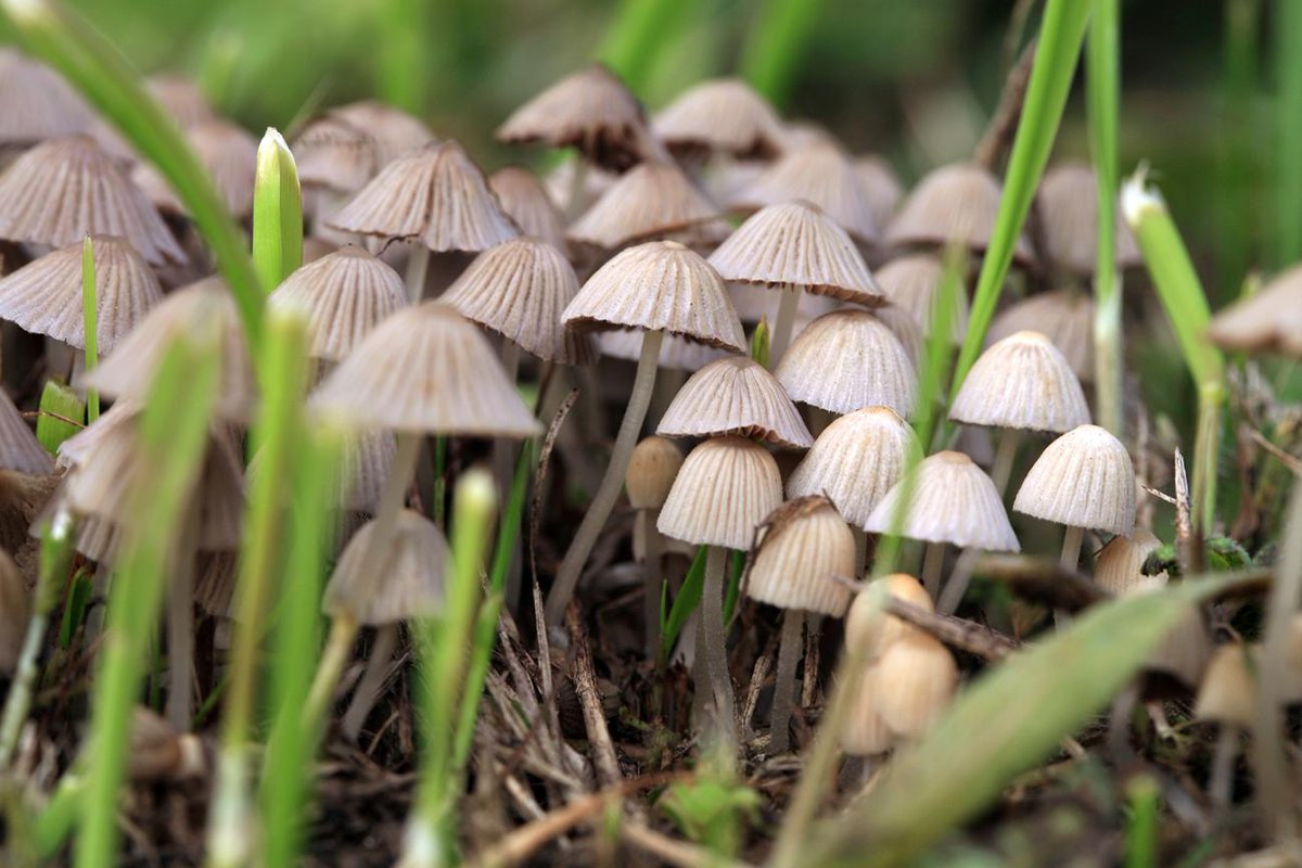 Optimi_Health's tweet image. Following a White House Executive Order, the FDA this week issued national priority vouchers to fast-track psilocybin for treatment-resistant depression &amp;amp; major depressive disorder. 

Article: fda.gov/news-events/pr… 

#Psilocybin #PTSD #Depression $OPTI $OPTHF