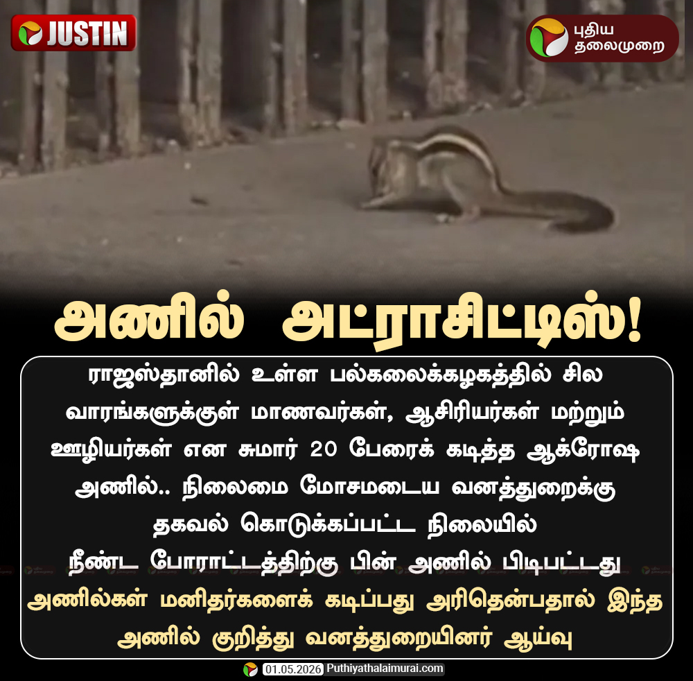 PttvNewsX's tweet image. அணில் அட்ராசிட்டிஸ்

#Squirrel | #Rajasthan