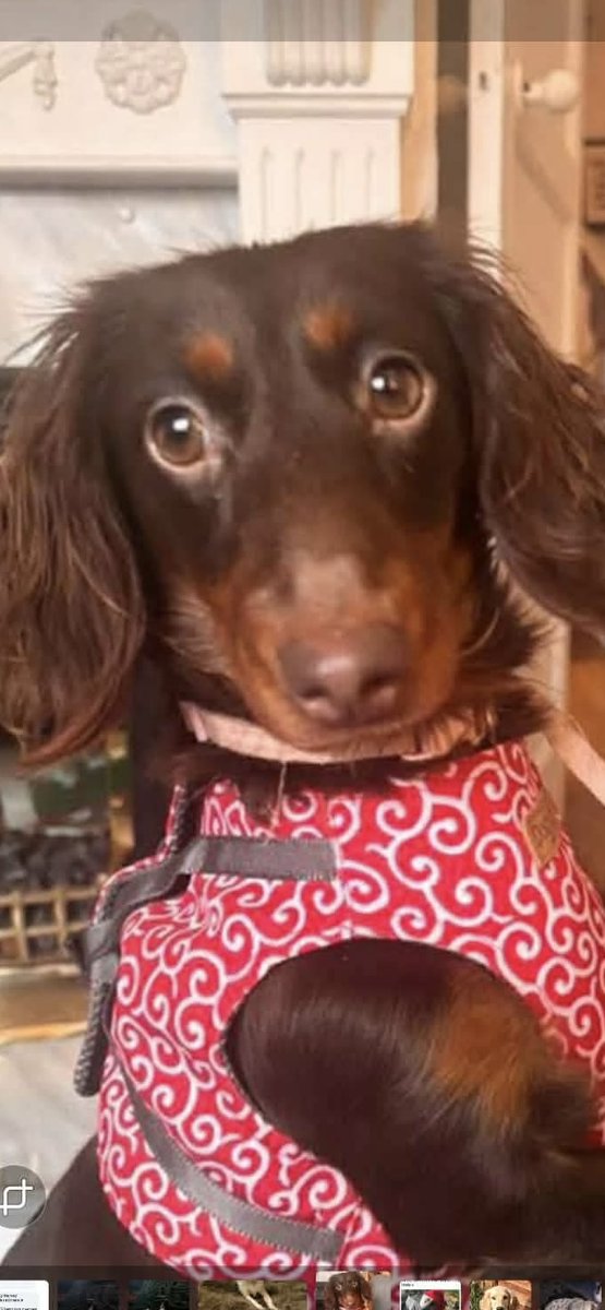 rescuedoggypaws's tweet photo. Poppy is a beautiful 1-yr-old chocolate Dachshund searching for a loving forever home. She's available to adopt.
She has had a difficult start in life and came from a background of abuse, so she can be very shy and nervous at first. 
https://t.co/Dd3UguYxDZ
#Worcestershire https://t.co/2qd2ctrTIq