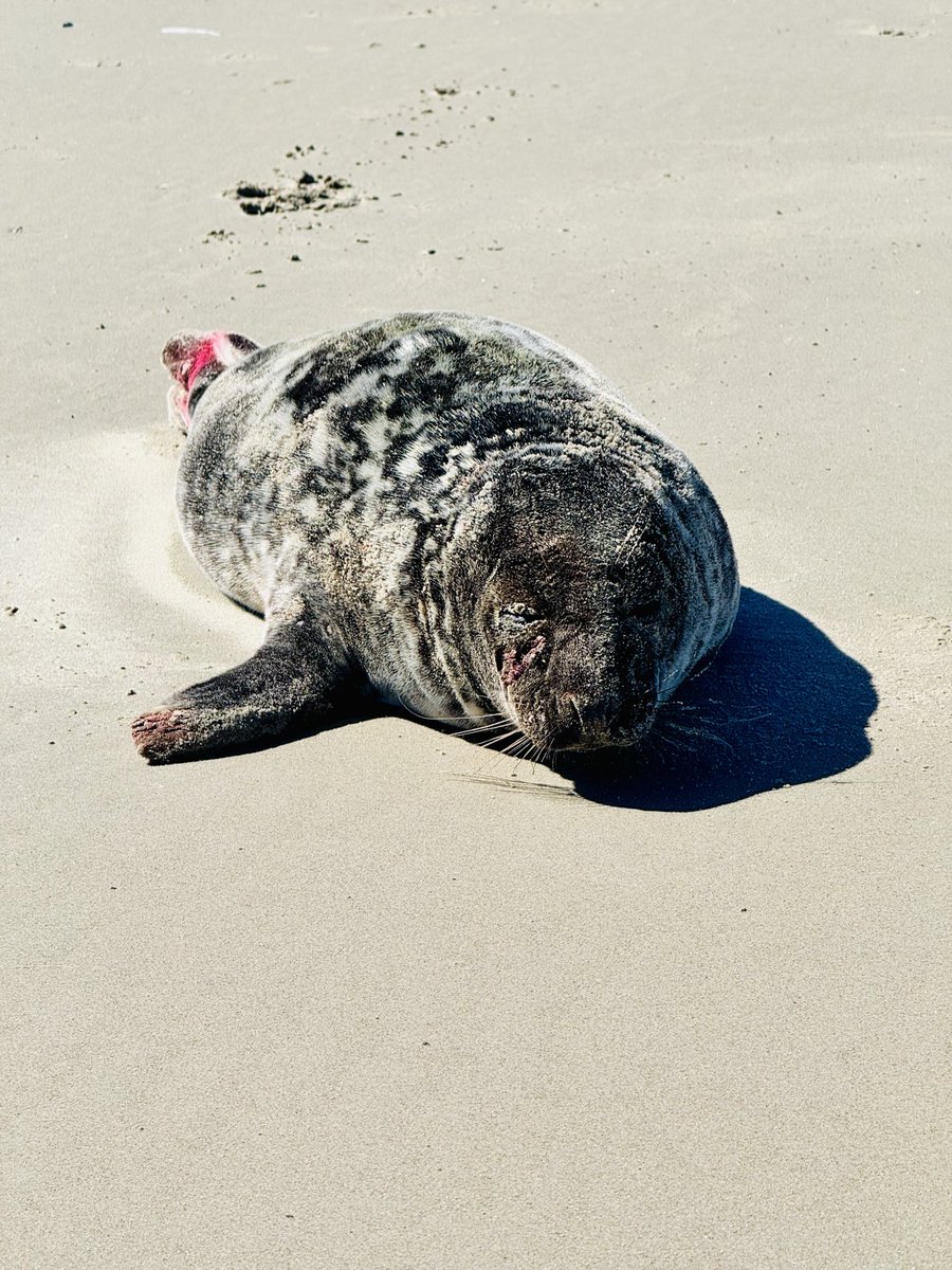 's tweet image. Waanzinnig blauwe lucht, lege stranden, een zonnende zeehond en een heerlijke wandeling over een prachtig eiland 💙

🥾 20 km 

#Waddenzee #Noordzee #Terschelling #weekendjeweg