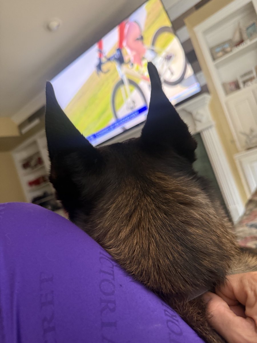 PepitaCorona's tweet photo. Coming 🆙 on Good Friday!!Well G♥️DMorning !! Even Ragnar wants 2know about news😜#Mornings @FOX4 #Fox4texas @FoxNews  @Fox4Now specially the weather ☔️=Dreary &amp; 🆒😜 #Happyfriday #dogsarethebest #mydogs #miperro X@Fox4 @FOX4 #dogsarefamily #BelgianMalinois https://t.co/wMJB6EaqrC