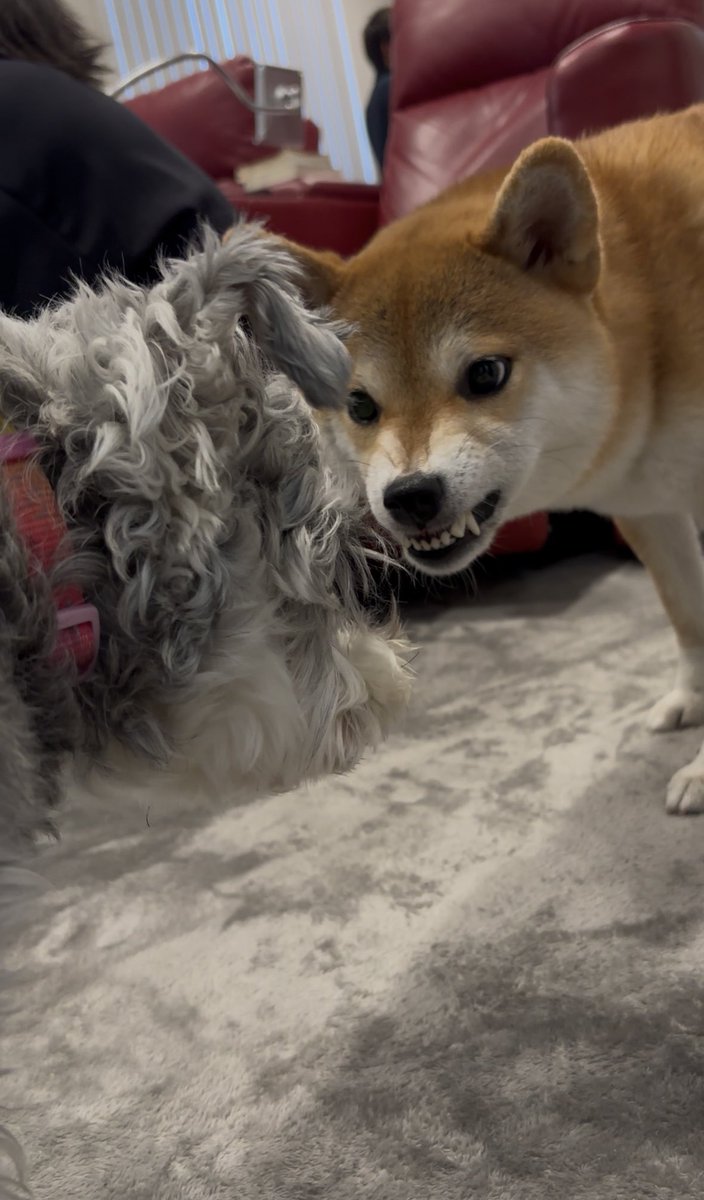 ﾒﾛﾝ。 tweet media