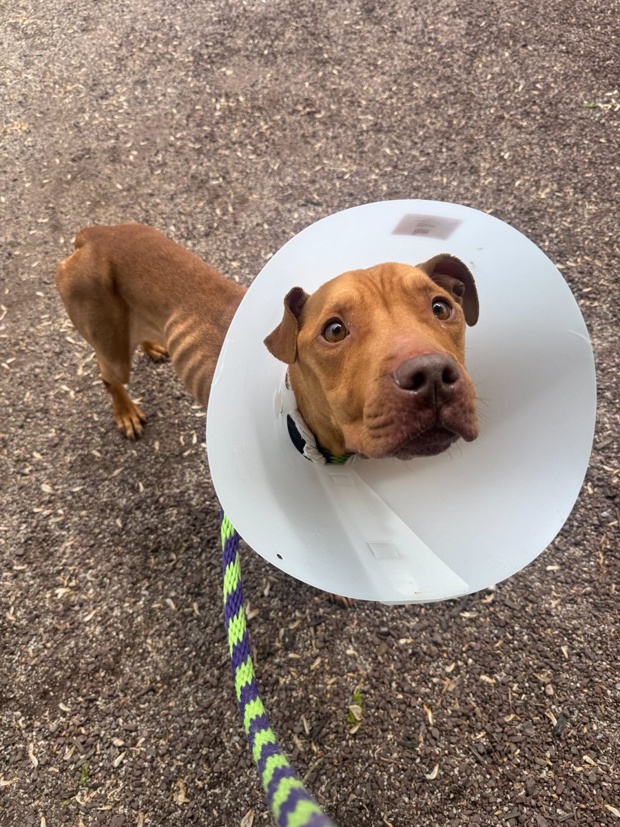 Pennsylvania SPCA tweet media